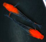 極上新種☆華薊赤黒錦クリアタイプ稚魚☆10匹 