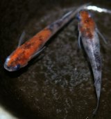 画像: 雲州三色  稚魚7匹