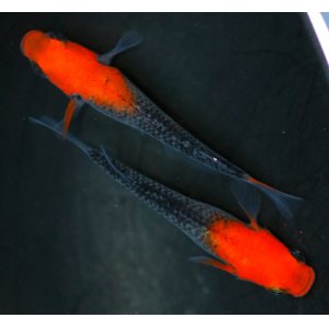 画像: 極上新種☆華薊赤黒錦クリアタイプ稚魚☆10匹 
