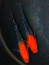 画像: 極上新種☆華薊赤黒錦クリアタイプ☆卵20個 