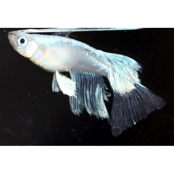 画像2: ☆New☆マリア　稚魚☆ 10匹 (2)
