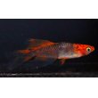 画像1: ☆New☆華薊赤黒錦リアルフレアー　稚魚☆ 7匹 (1)