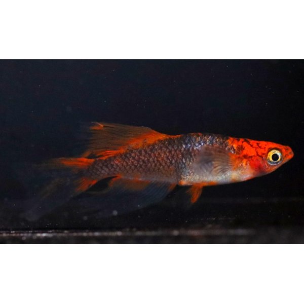 画像1: ☆New☆華薊赤黒錦リアルフレアー　稚魚☆ 10匹 (1)